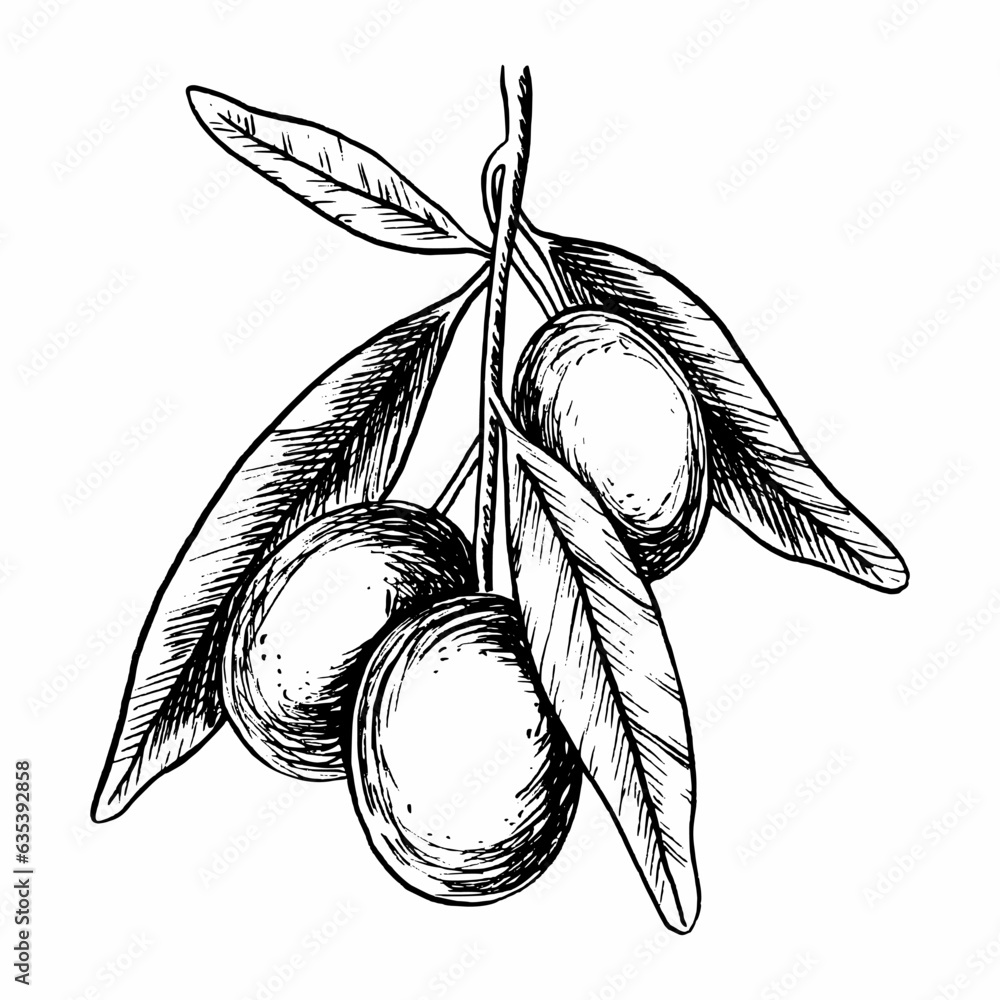 Olive branch with leaves and fruits. Vector illustration in sketch ...