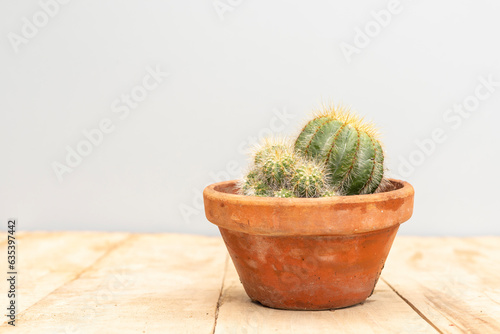 Echinocereus pectinatus cactus closeup view photo