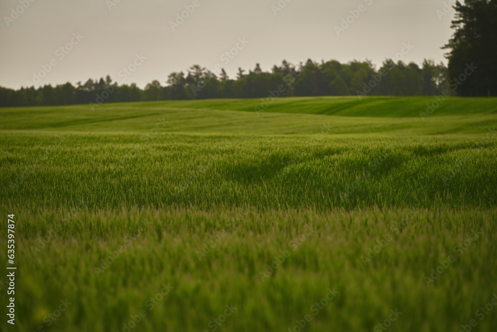 Green wheat field and a technological track. Treatment of wheat fields with herbicides. Concept of farming. Green wheat field and a technological track. Treatment of wheat fields with herbicides. Concept of farming.
