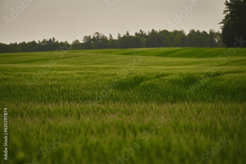 Green wheat field and a technological track. Treatment of wheat fields with herbicides. Concept of farming.