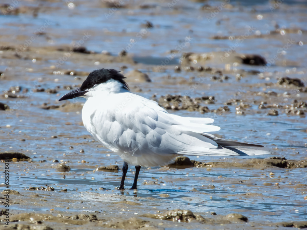 Gull-billed Tern in Queensland Australia Gull-billed Tern in Queensland Australia