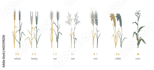 Cartoon Color Cereal Grasses Big Set Concept Flat Design Style Include of Wheat, Oat, Barley and Rye. Vector illustration