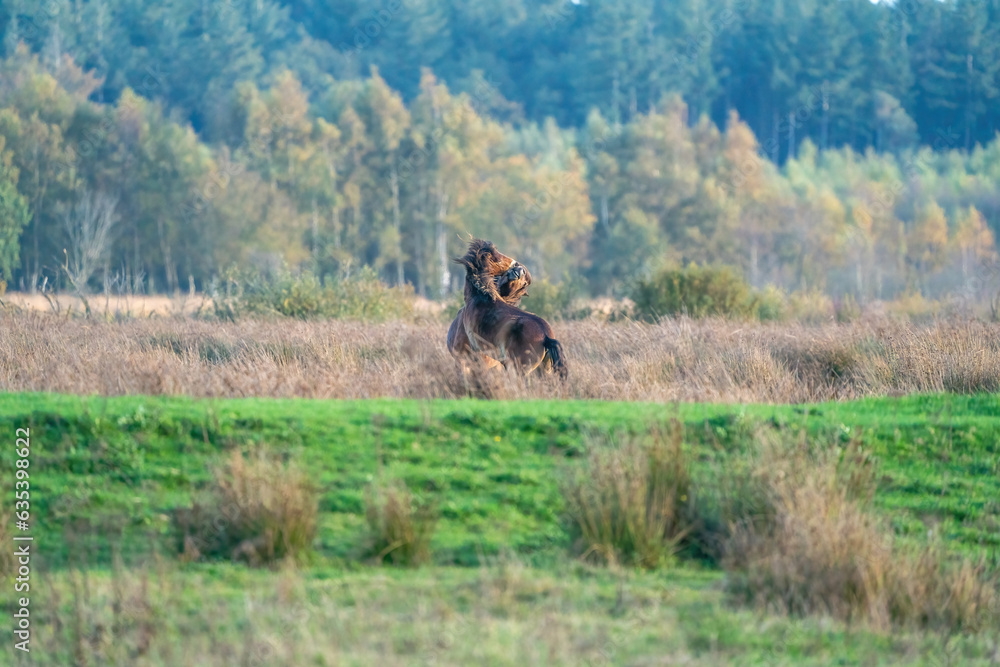Two fighting wild brown Exmoor ponies, against a forest and reed background. Biting, rearing and hitting. autumn colors in winter. Selective focus, lonely, two animals, fight, stallion, mare