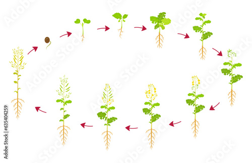 Canola growth cycle. Development phases of rapeseed are from seed to harvest. Growing oilseed crops.