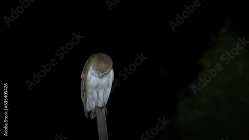 Barn owl standing on a wooden post at night and then fly away