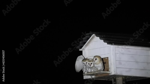 Barn Owls in their nesting box parents Landing between the chicks
