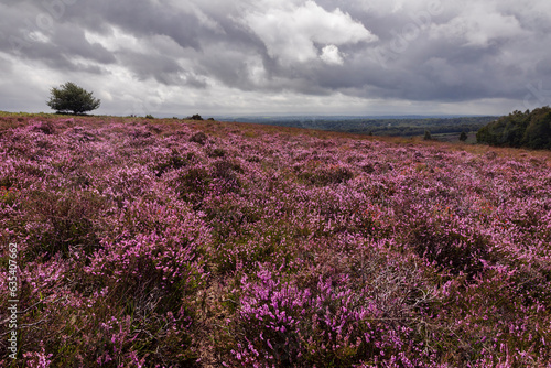 Purple heather on the heath during August Ashdown Forest on the high weald east Sussex south east England UK