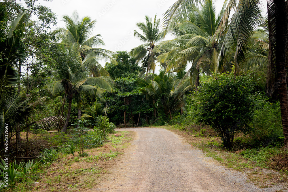 Organic coconut plantations in the Samut Songkram area of Thailand. Organic coconut plantations in the Samut Songkram area of Thailand.