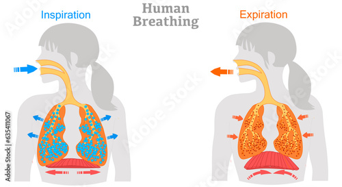 Breathe stages. Inhalation exhalation. Mechanism of the respiratory cycle. Fresh air inflating bronchi in lungs Discharge of polluted air from woman body. Move diaphragm. Biology illustration vector