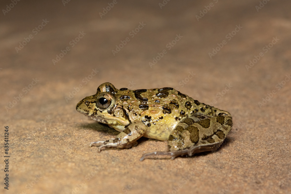 Clicking Stream Frog, Gray’s Stream Frog, Spotted Stream Frog (Strongylopus grayii) Clicking Stream Frog, Gray’s Stream Frog, Spotted Stream Frog (Strongylopus grayii)