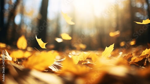 紅葉した葉、黄色い落ち葉が風に舞い落ちる風景