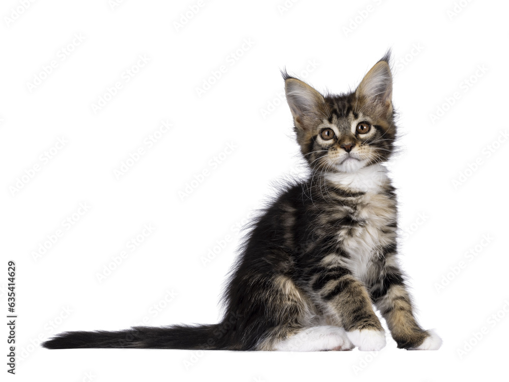 Obraz premium Super sweet classic brown tabby with white Maine Coon cat kitten, sitting up side ways. Looking straight to camera with mesmerising brown eyes. Isolated on a transprant background