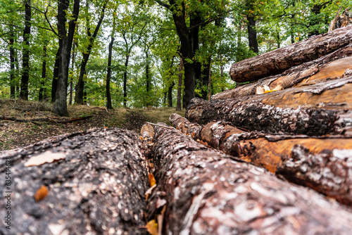 Looking along a wood log into the forest