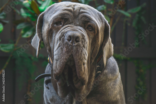 Cuadro en lienzo neapolitan mastiff  dog huge love nature dogs