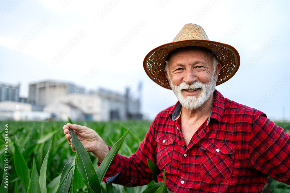 Fototapeta premium Portrait of agricultural worker or farmer wearing hat and standing in corn field.