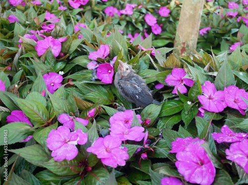 Baby Bird in Pink flowers