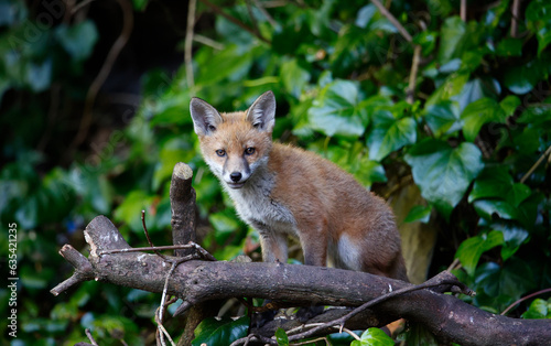 Fox cubs in the garden © Stephen