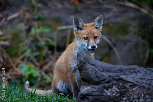 Fox cubs in the garden