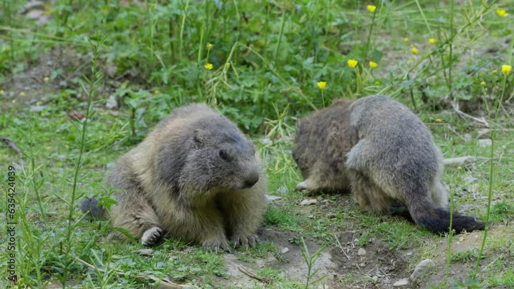 Alpine Marmot (Marmota marmota) eating grass Alpine Marmot (Marmota marmota) eating grass