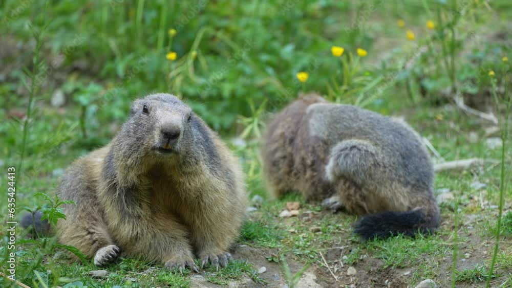 Alpine Marmot (Marmota marmota) eating grass Alpine Marmot (Marmota marmota) eating grass