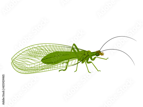 Chrysoperla carnea on a white background.