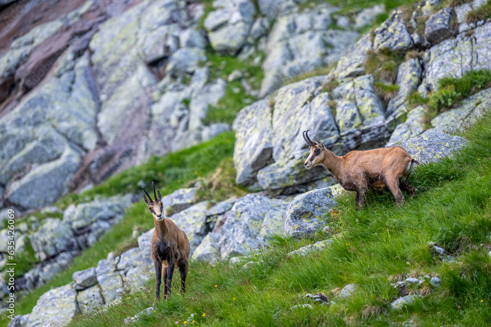 The Tatra Chamois, Rupicapra rupicapra tatrica. A chamois in its natural habitat in the Tatra Mountains. The Tatra Chamois, Rupicapra rupicapra tatrica. A chamois in its natural habitat in the Tatra Mountains.