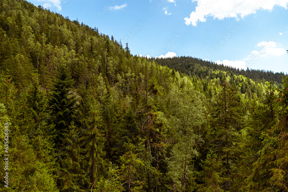 pine forest in the mountains pine forest in the mountains