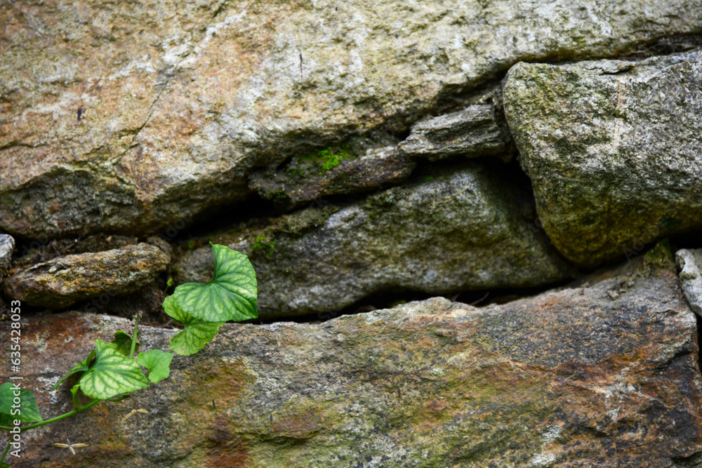 Obraz premium 돌틈에서 자라는 하트 모양의 식물