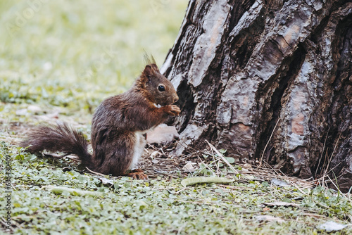 Portrait d'un écureuil aux poils roux en train de manger une graine © PicsArt
