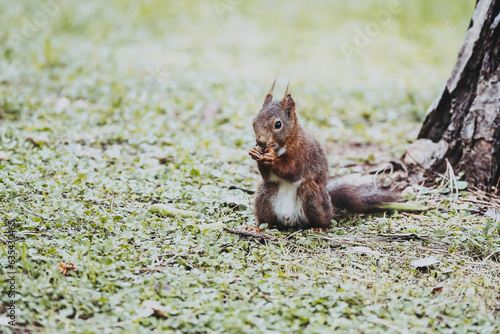 Portrait d'un écureuil aux poils roux en train de manger une graine © PicsArt