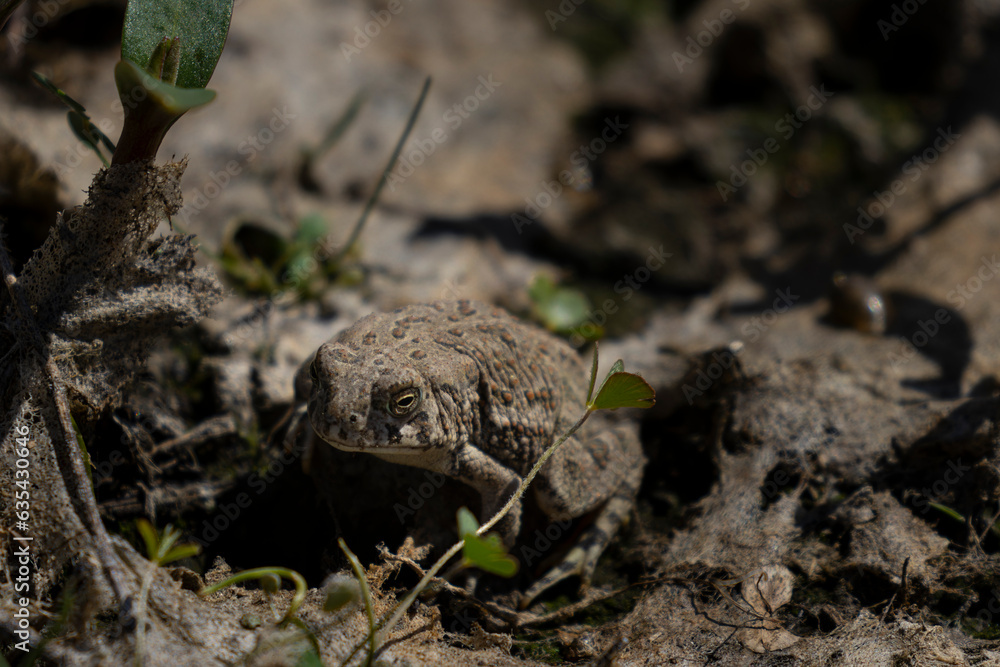 Naklejka premium Toad in Marsh