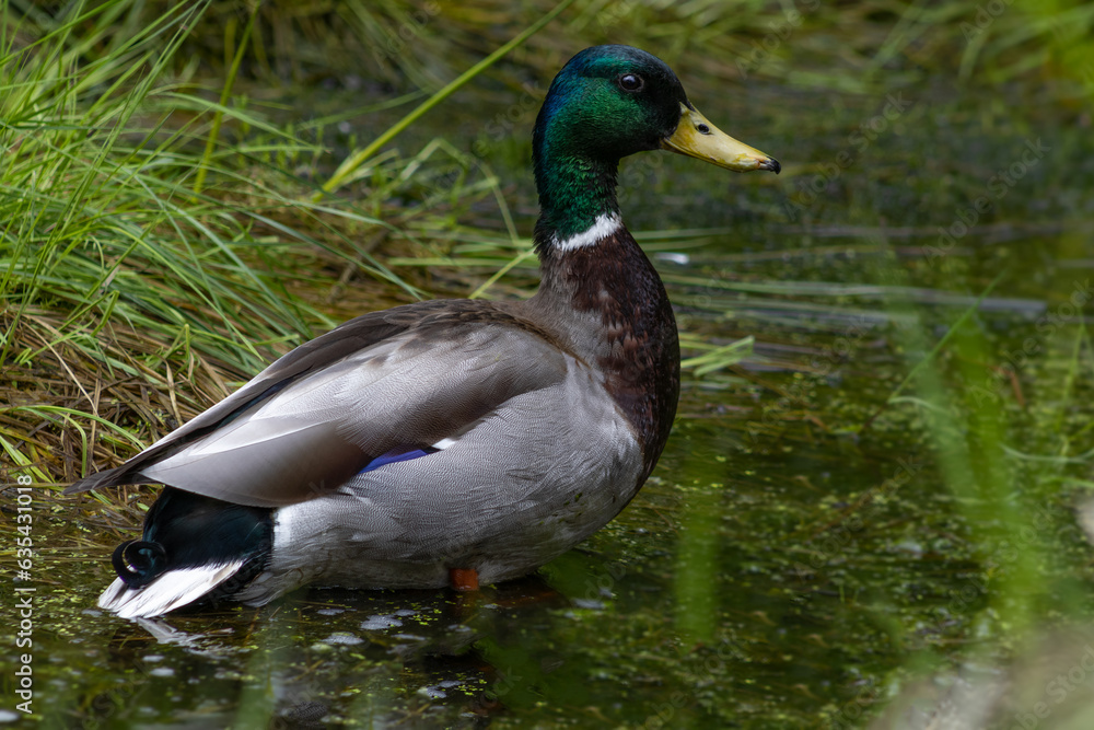 Fototapeta premium Erpel im Wasser