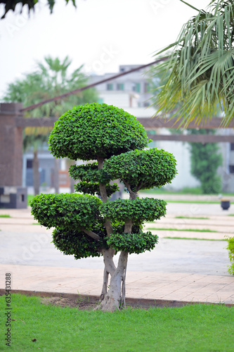 Ficus Microcarpa Ginseng Bonsai plant 