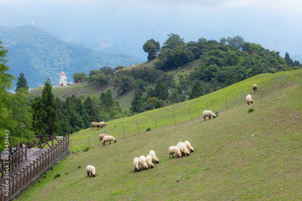 Sheep Roaming On The Grassland in Cingjing farm of Nantou in Taiwan