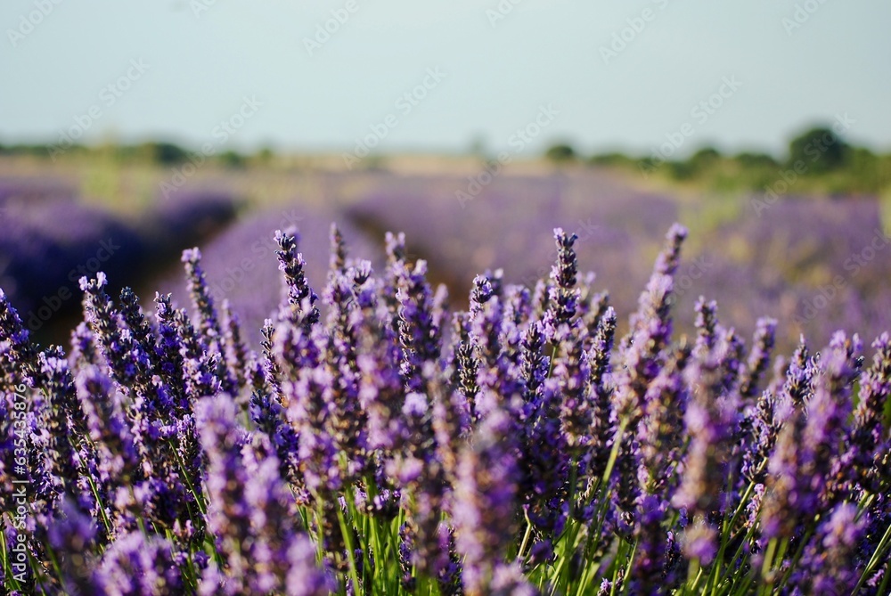 Obraz premium lavender field region