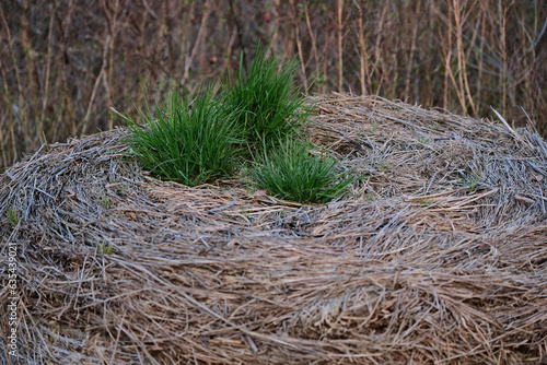 fresh green grass grow on yester year hay bale photo