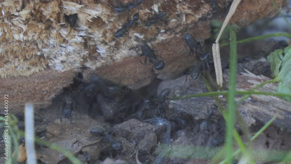 Big black ants save eggs from smoke. Camponotus vagus