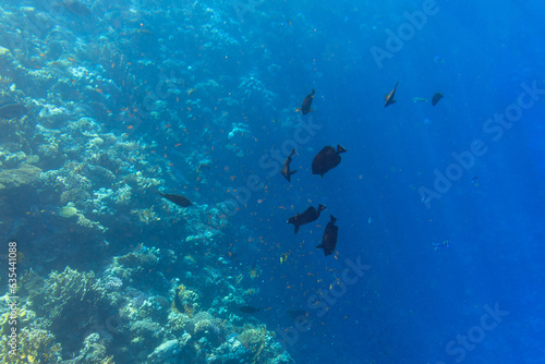 Red Sea underwater scenery with tropical fishes, Egypt © Patryk Kosmider