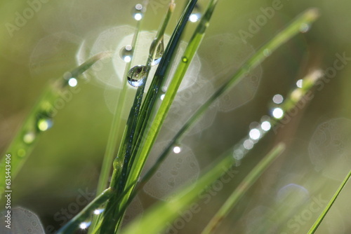 morning dew on green grass