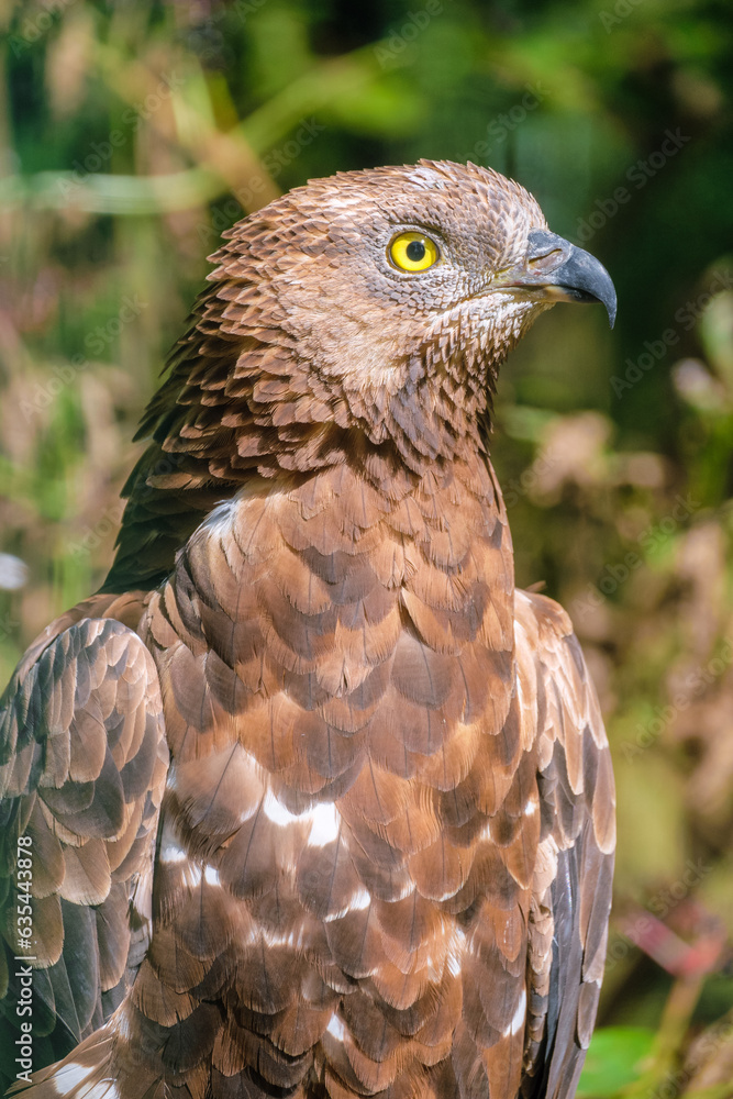 Buzzard Insect Portrait of honey buzzard close up. Diurnal predator bird of the hawk ...