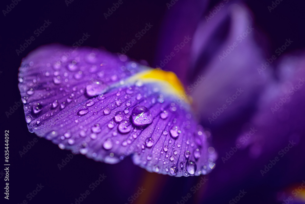 Greeting card or elegant web design with beautiful purple iris petals with water drops. Dark blurred background with bokeh. Floral and natural background with shallow depth of field