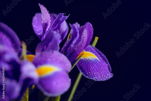 Close up photo of iris flower with macro detail. Beautiful purple flower with water drops on petals on dark blurred background. Shallow depth of field. Space for text