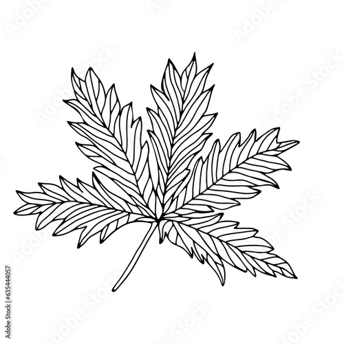 Hand drawn leaves  floral elements isolate on white background