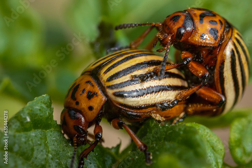 Colorado potato beetles mating on the leaves of green potatoes.