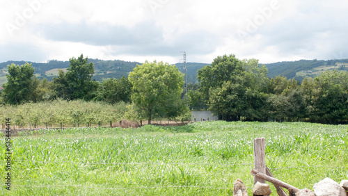 Obraz na płótnie Calla rústica en parcela rural
