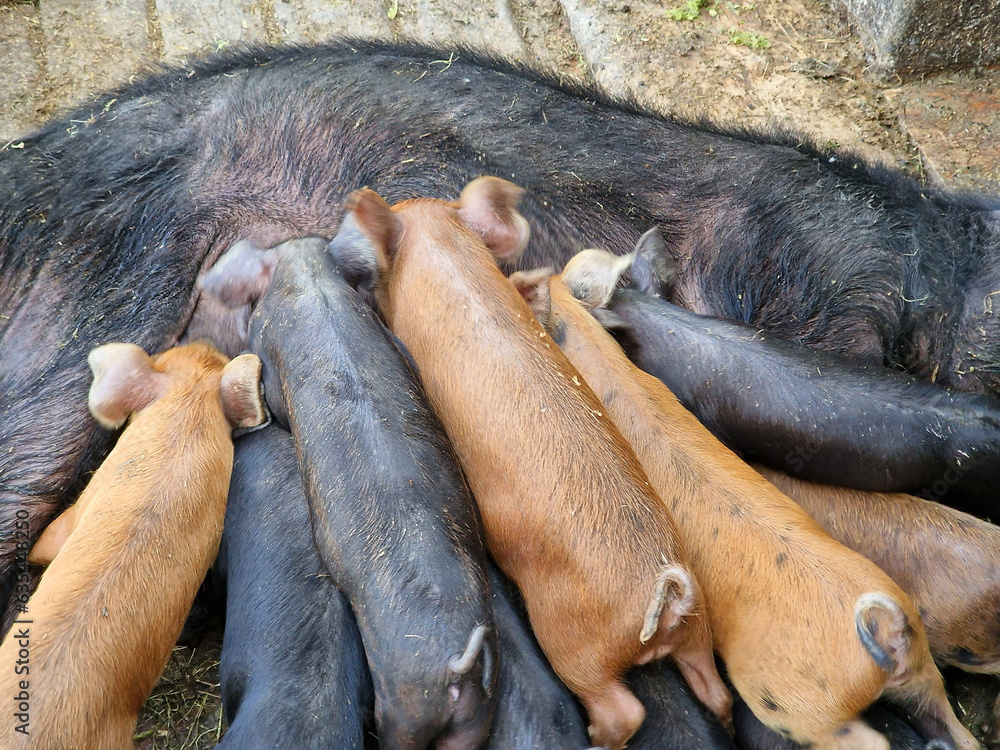 The sow feeds little cute pigs on the farm. Livestock care on the farm. The birth of pigs. Beautiful horizontal photo The sow feeds little cute pigs on the farm. Livestock care on the farm. The birth of pigs. Beautiful horizontal photo