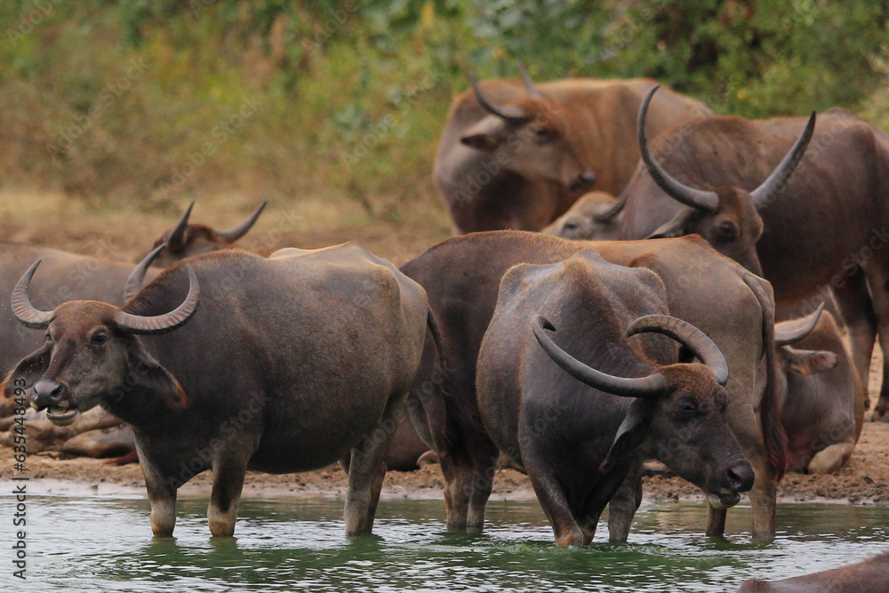 cape buffalo in the savannah cape buffalo in the savannah