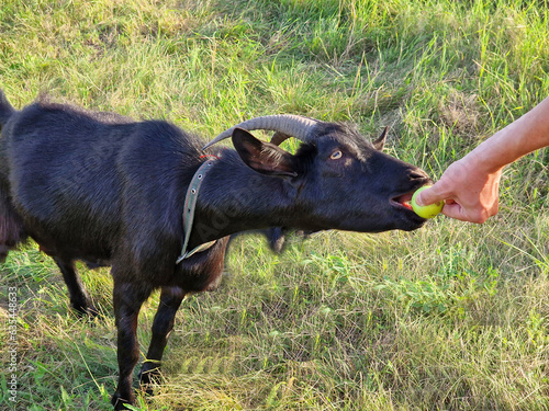 A man feeds a black goat with horns from his hand in a meadow, caring for cattle in a village in nature