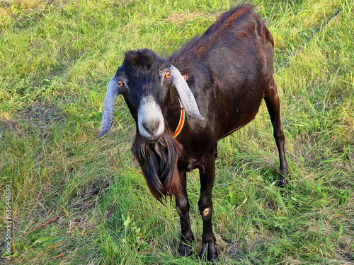 A black goat in a bright collar grazes in a meadow, close-up photo. Cattle care in the countryside in nature