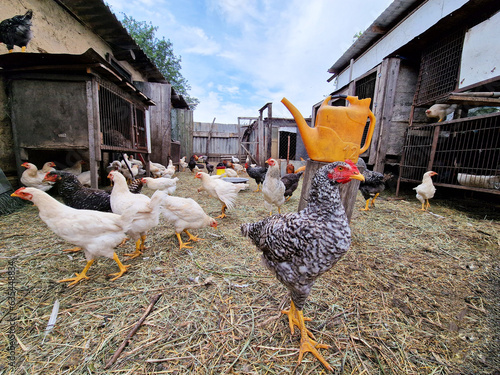 Chickens and petechs walk in the poultry farm. Bird care in the village. Rooster leader and breeding birds. Green life
